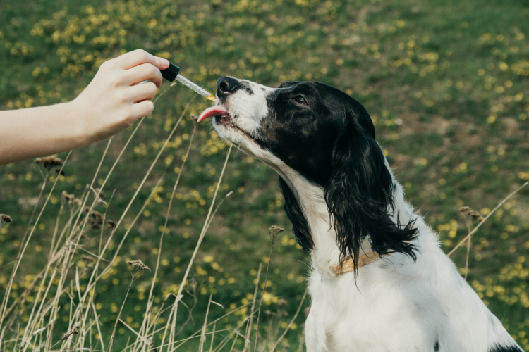 Health Benefits CBD Oil For Pets
