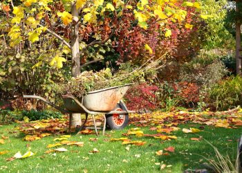Autumn on Your Lawn