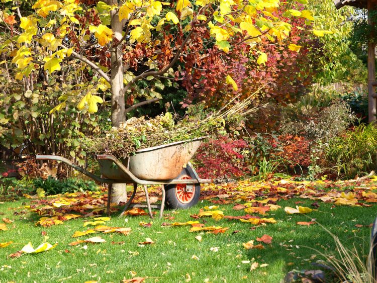 Autumn on Your Lawn