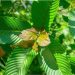 Red Malay Kratom