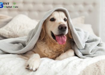 Pre-Existing Conditions for Different Pets?