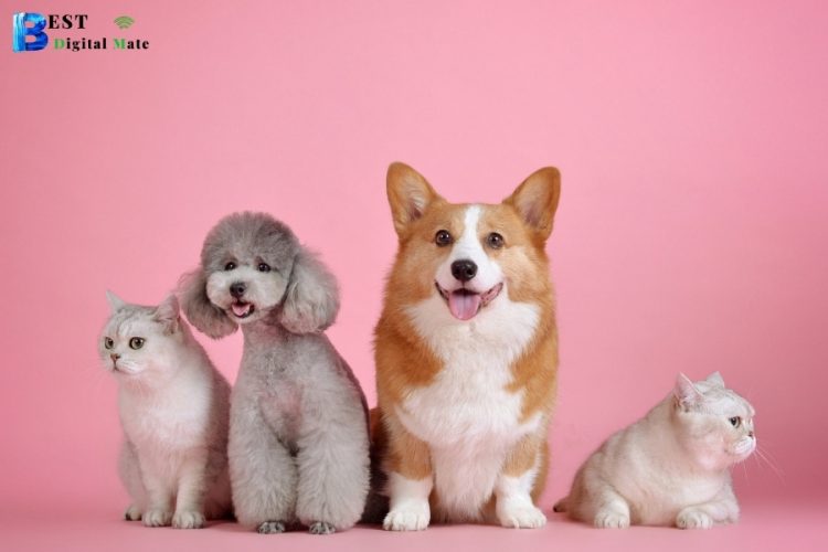 What Pet is Right for You?