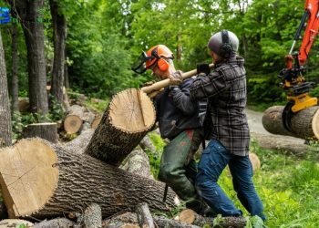 When You Need a Tree Removed