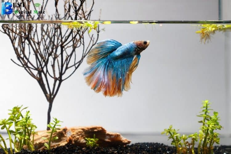 Exclusive And Adventurous Betta Fish Tank Ideas