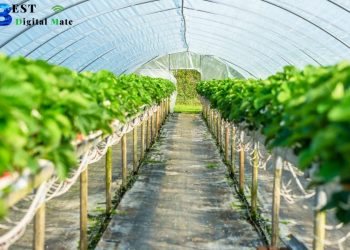 Tips in Choosing Cheap Grow Tents for Sale